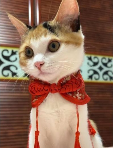 Handcrafted Chinese Inspired Pet Cape Cheongsam Style Cloak With Traditional Knot For Cats Small Dogs Elegant Four Season Pet Cape With Classic Chinese Button Detailing Stylish Lightweight And Cultura